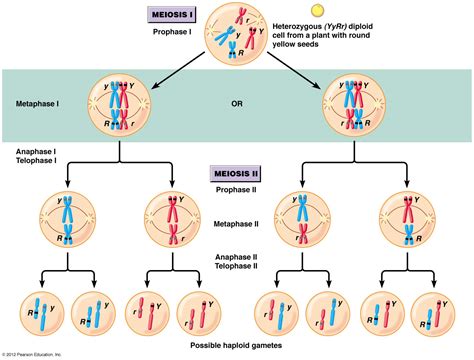 meiosis results in the production of:|Meiosis, Genetic Recombination, and Sexual Reproduction.